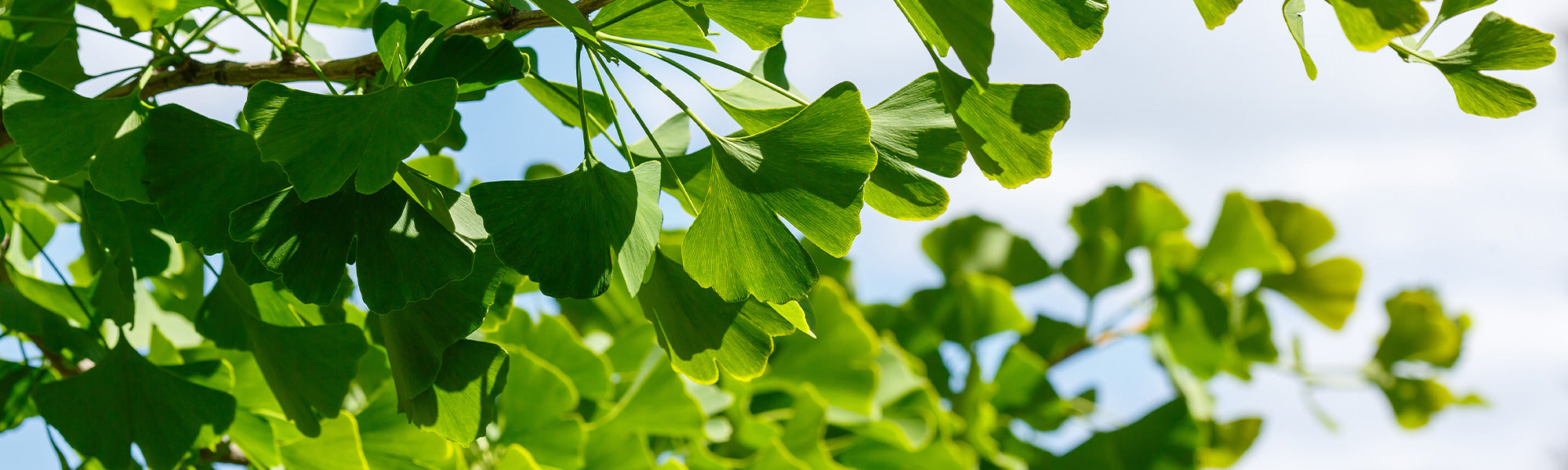 Ginkgo biloba