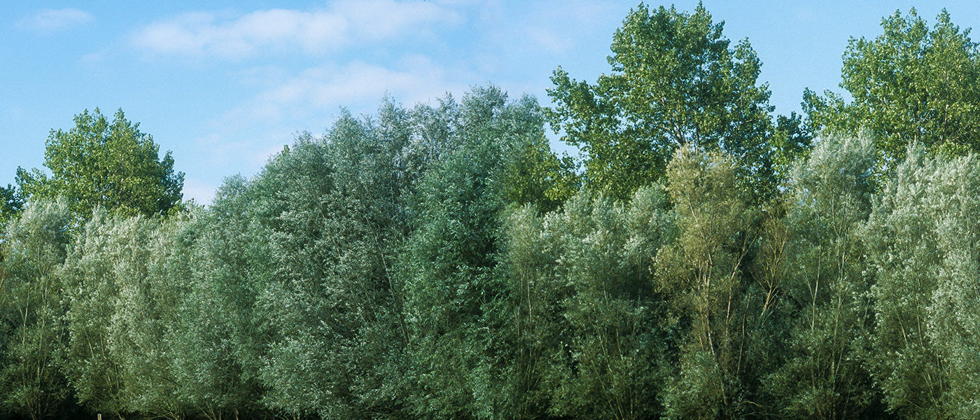 Grote bomen