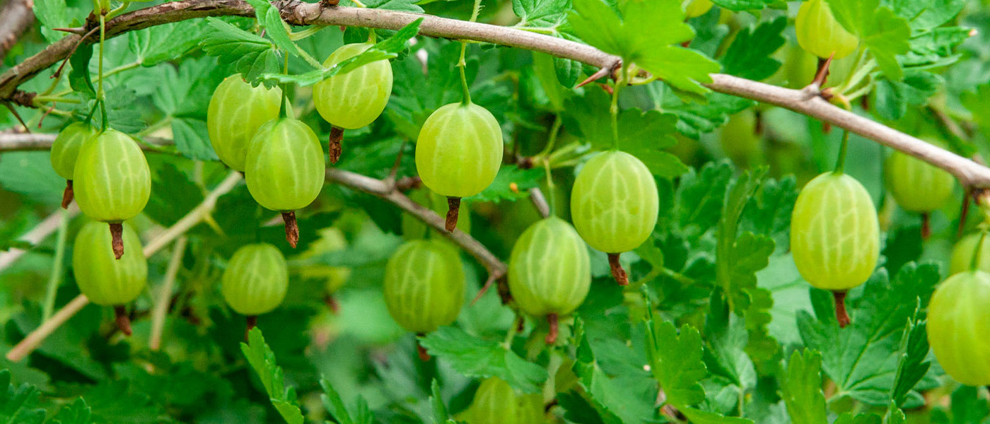 Kruisbes - Ribes uva-crispa