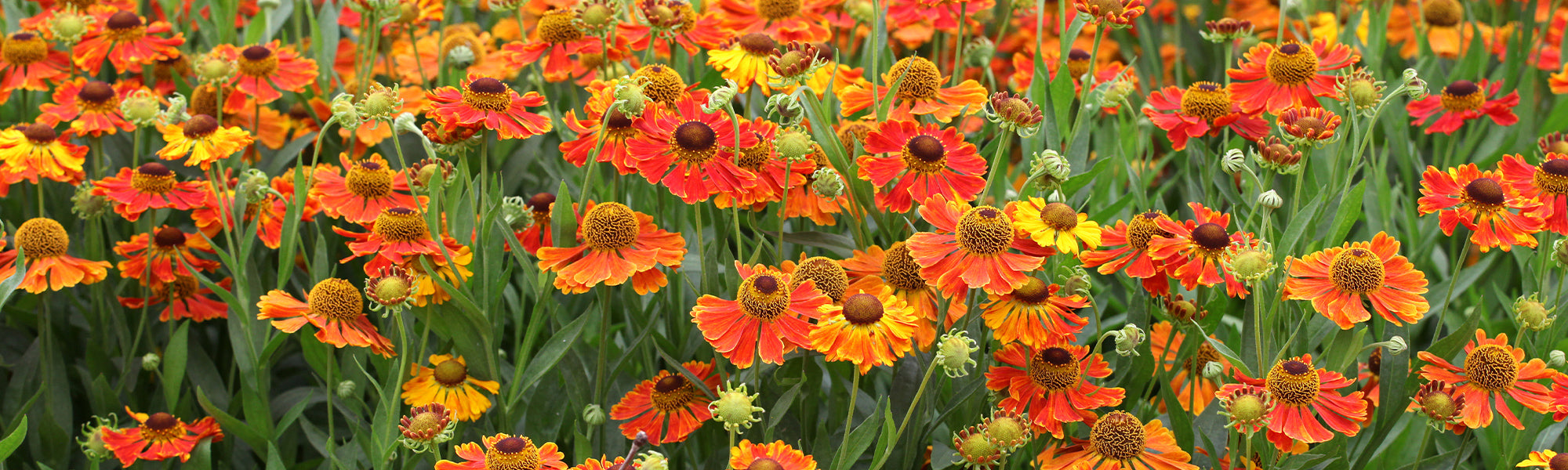 Zonnebloem - Helenium autumnale