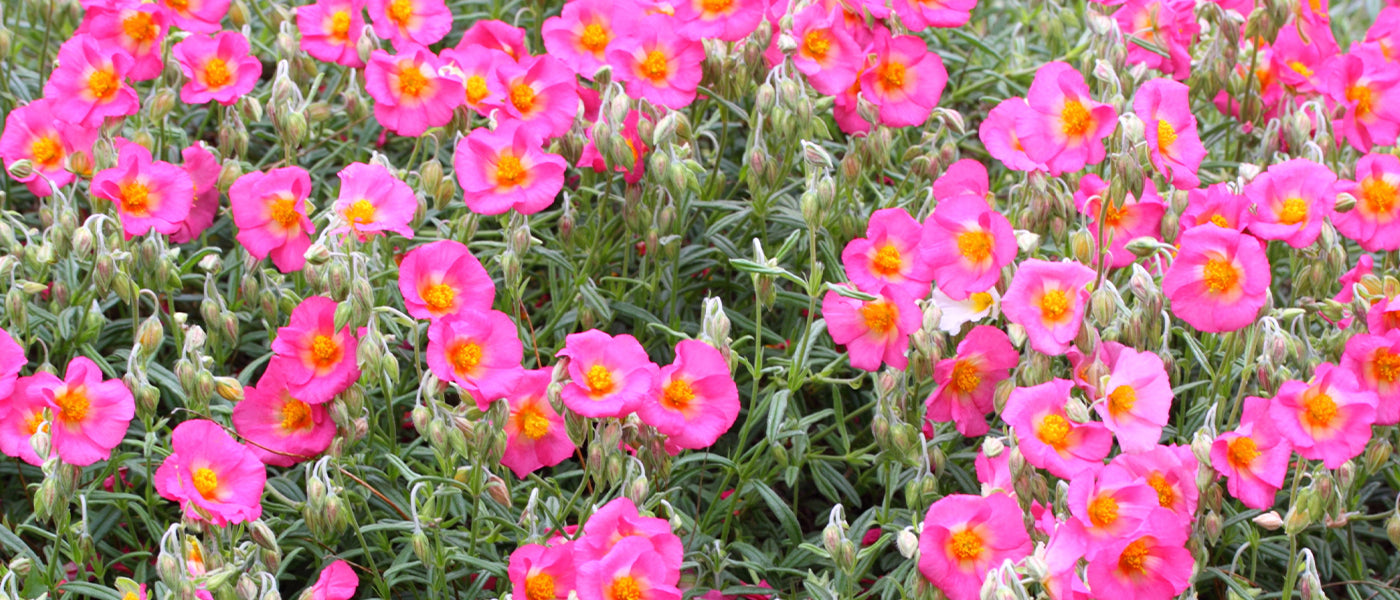 Geel zonneroosje - Helianthemum nummularium