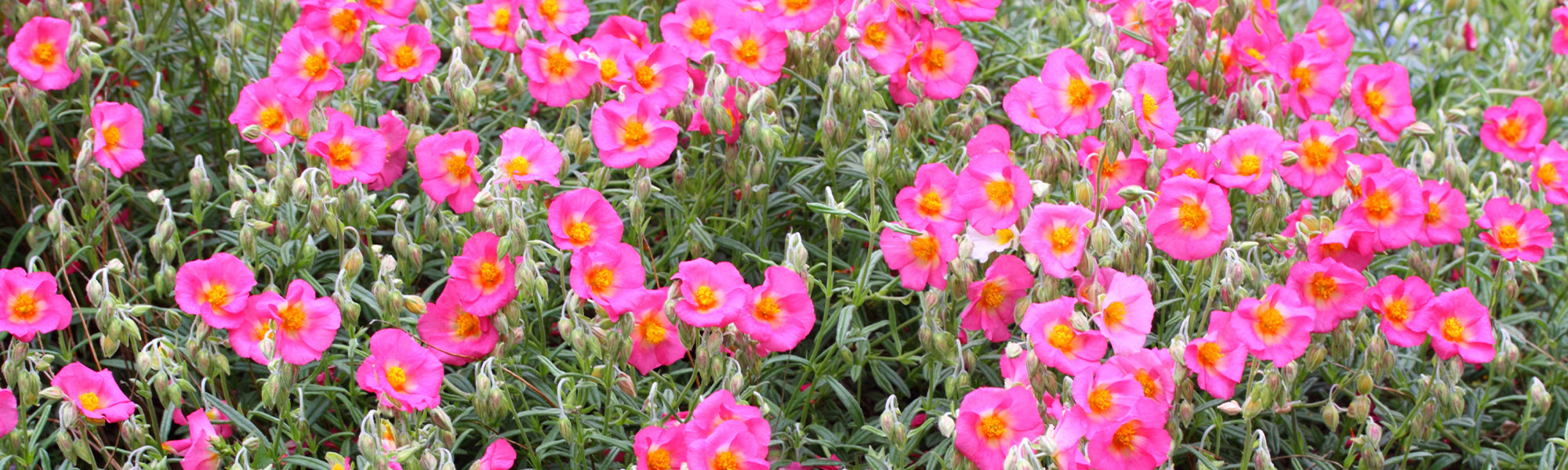 Geel zonneroosje - Helianthemum nummularium