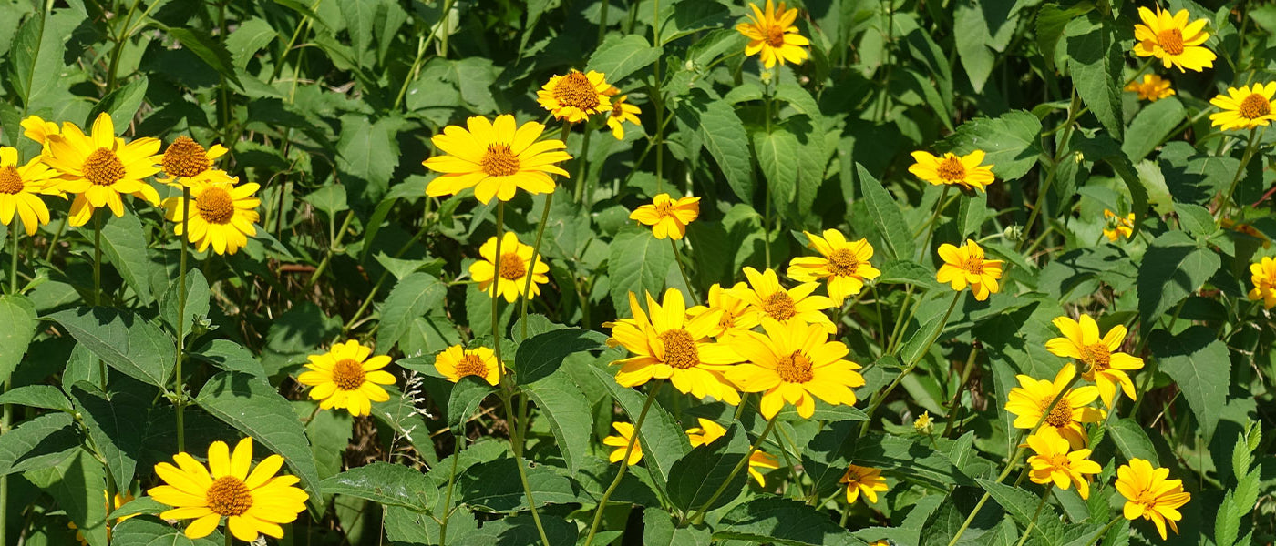 Héliopsis