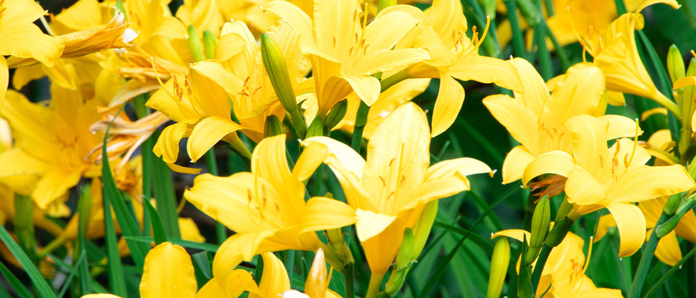 Gele daglelie - Hemerocallis lilioasphodelus