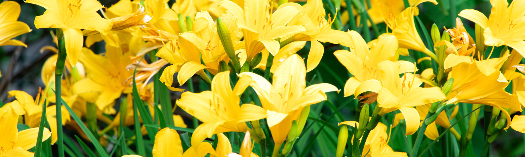 Gele daglelie - Hemerocallis lilioasphodelus