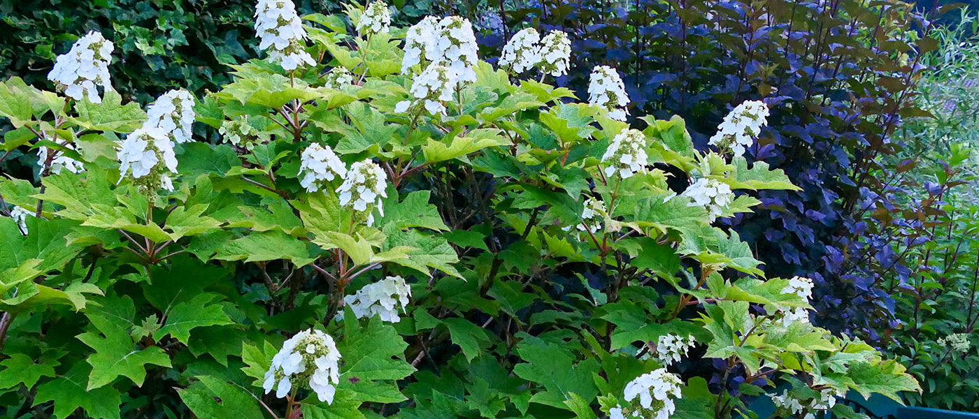 Eikenbladhortensia