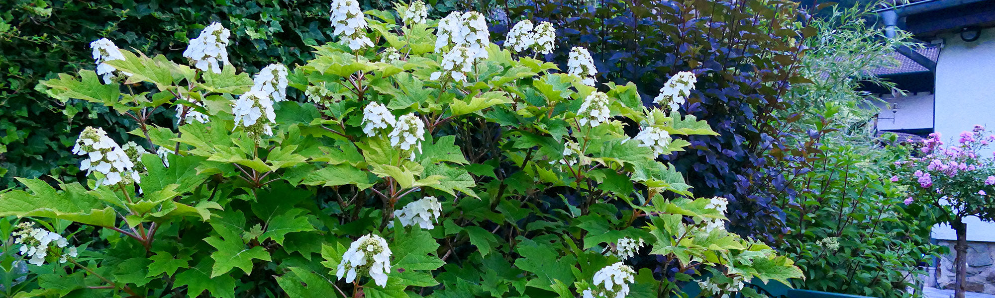Eikenbladhortensia
