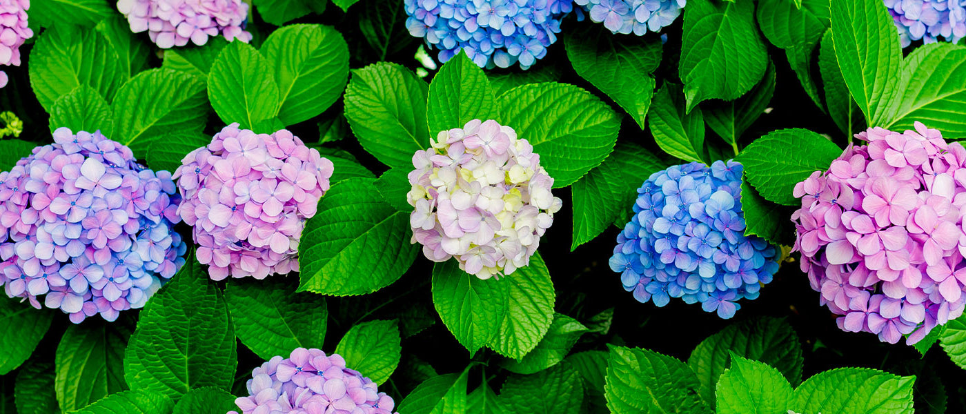 Grootbladige hortensia