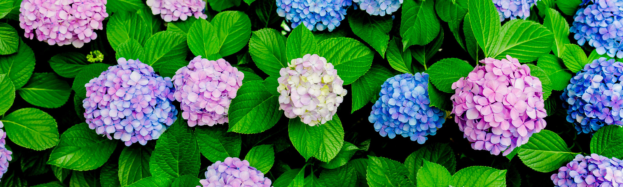 Grootbladige hortensia