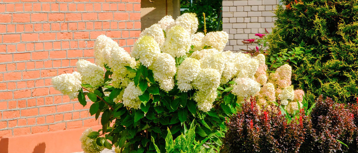 Pluimhortensia