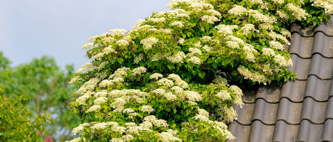 Klimhortensia's