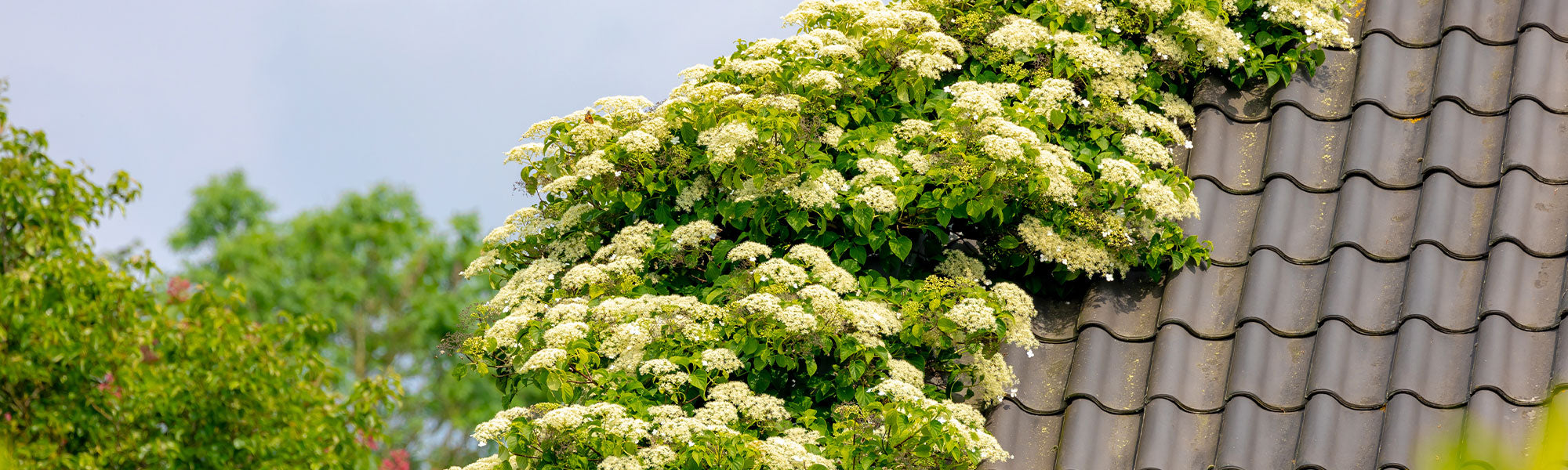 Klimhortensia's