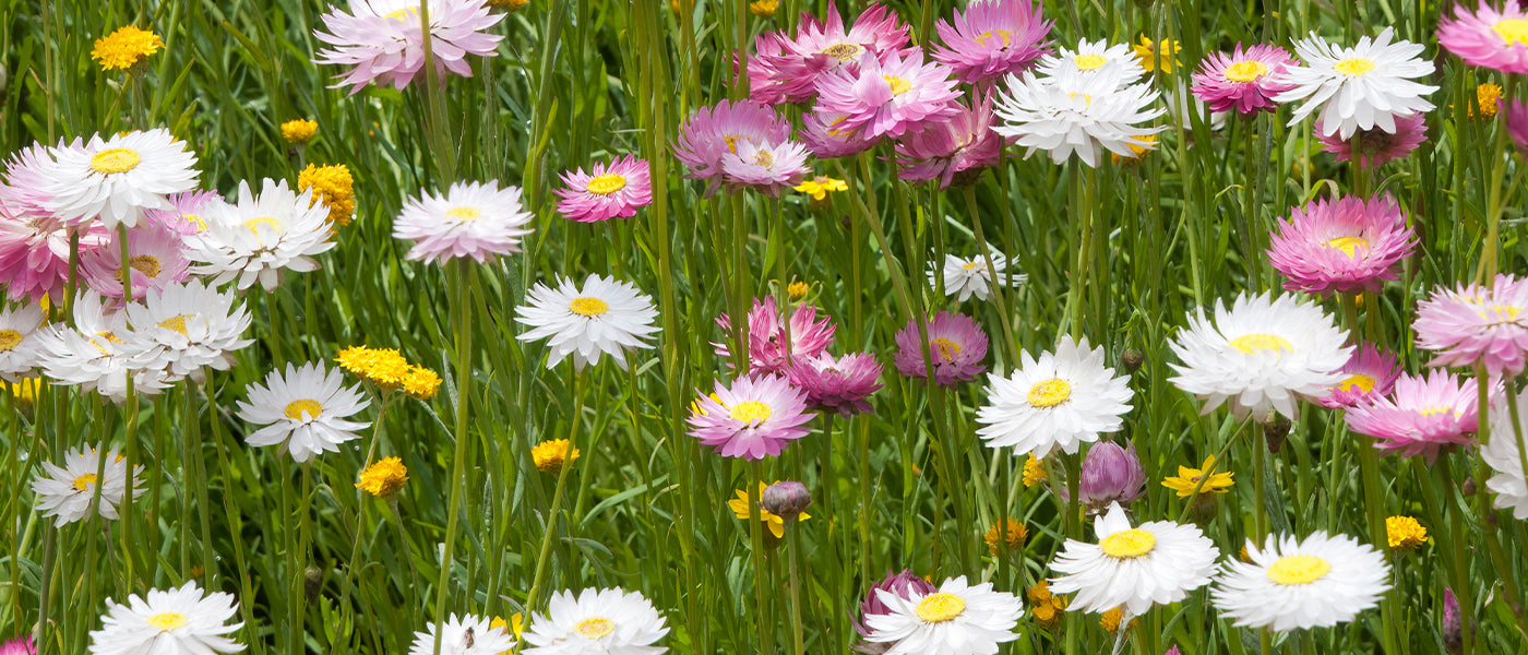 Italiaanse strobloem - Helichrysum italicum