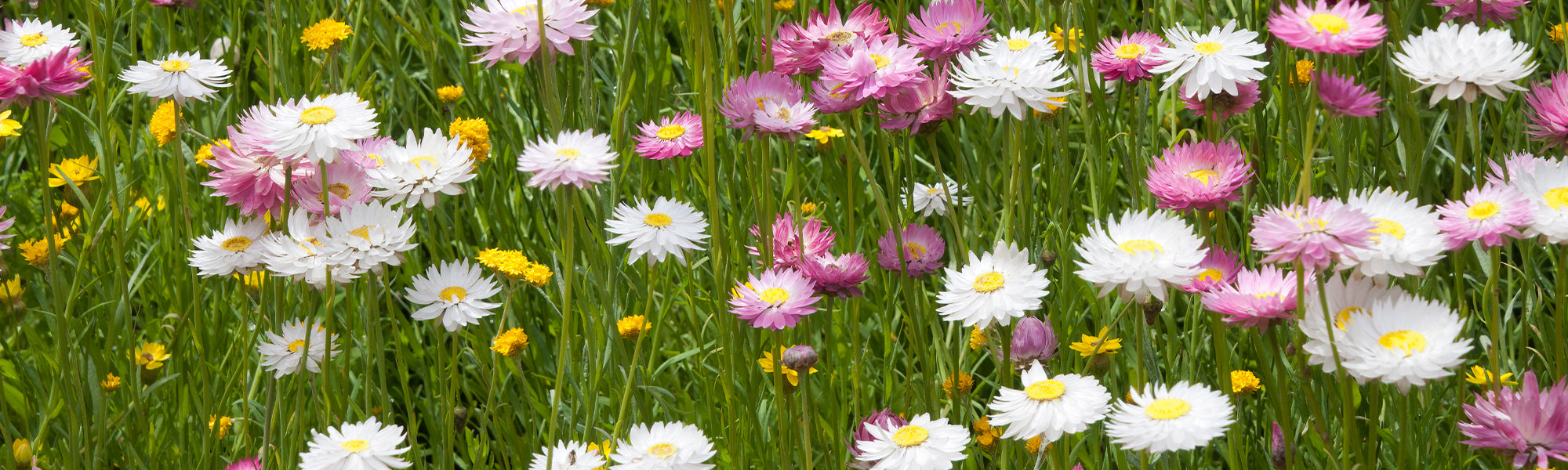 Italiaanse strobloem - Helichrysum italicum
