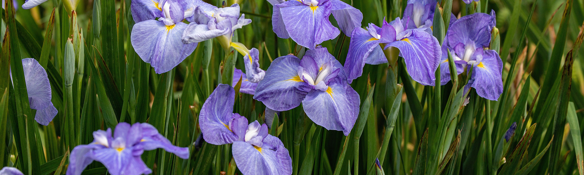 Siberische en Japanse irissen