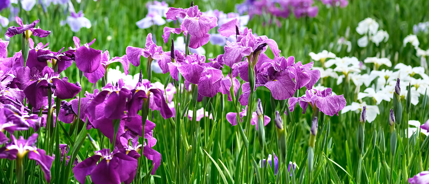 Iris uit Holland