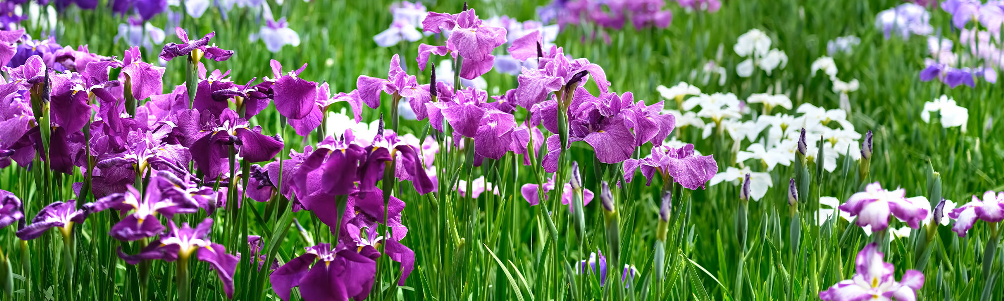 Iris uit Holland