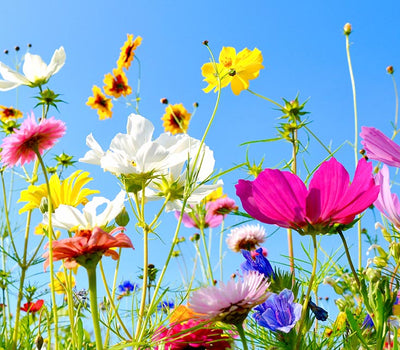 Zomerse bloementuin