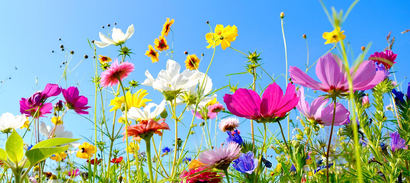 Zomerse bloementuin