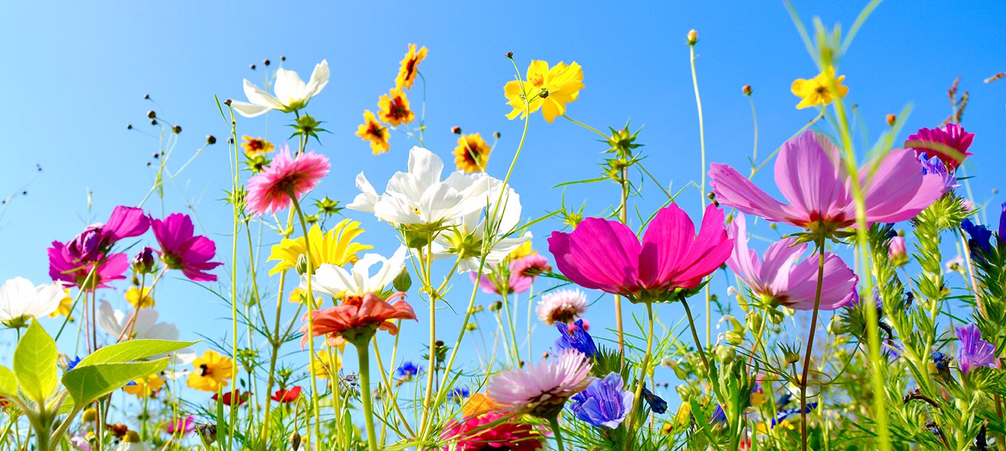 Zomerse bloementuin