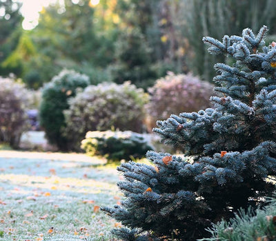 Winterbloementuin