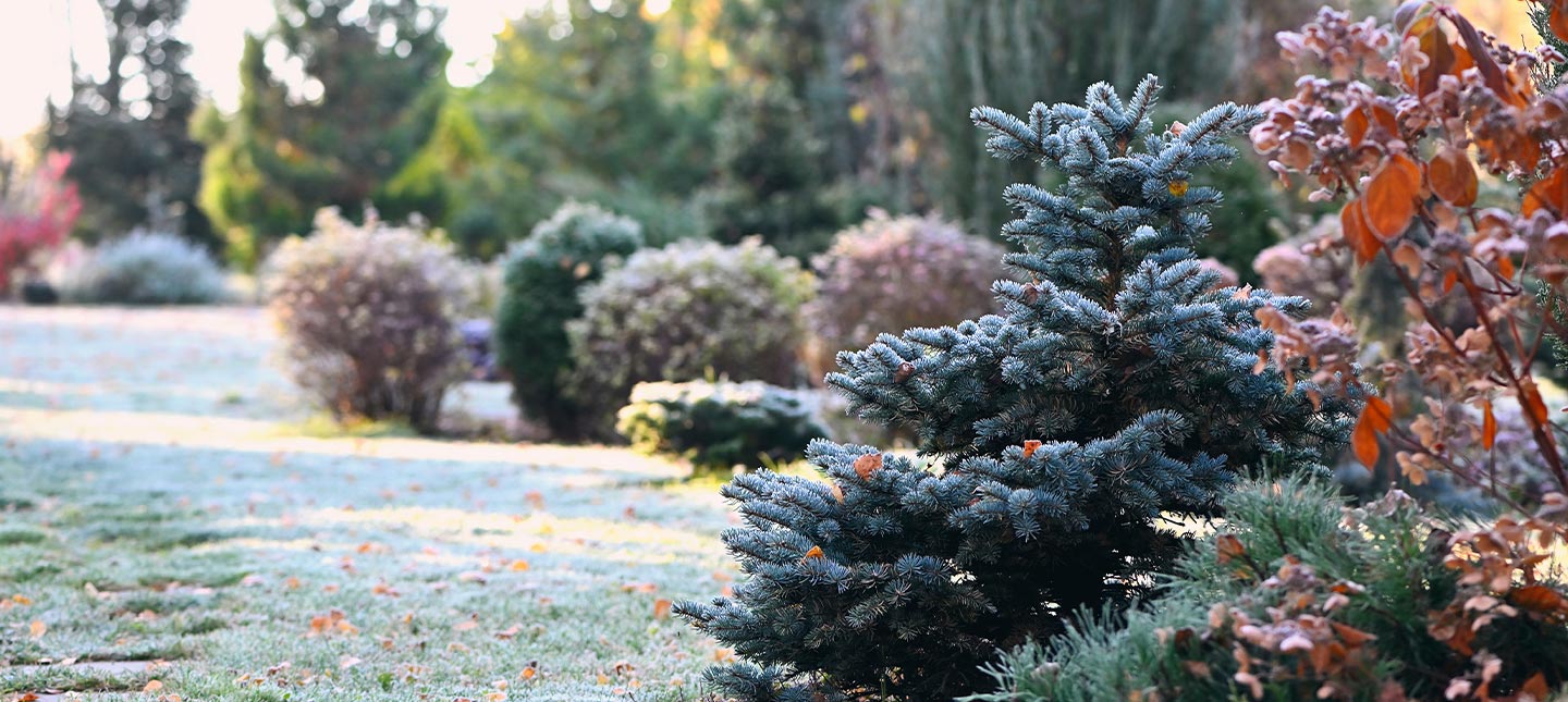 Winterbloementuin