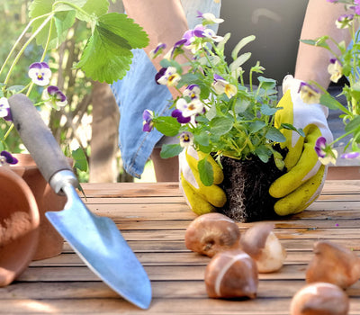 Seizoensgebonden bloementuin