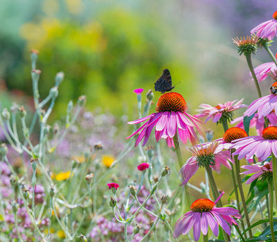 Natuurlijke en Ecologische Tuin