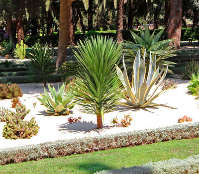 Planten voor zandgrond