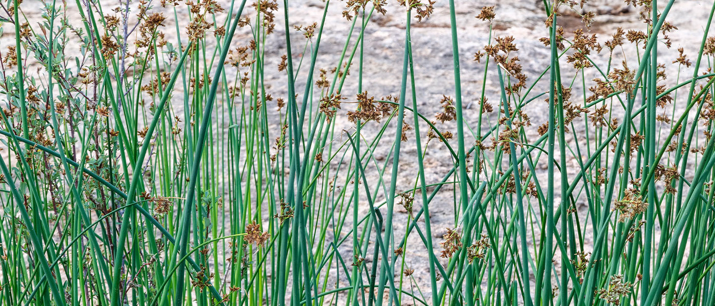 Riet