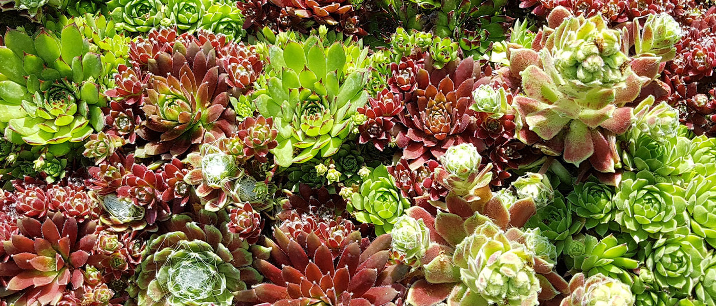 Huislook - Sempervivum