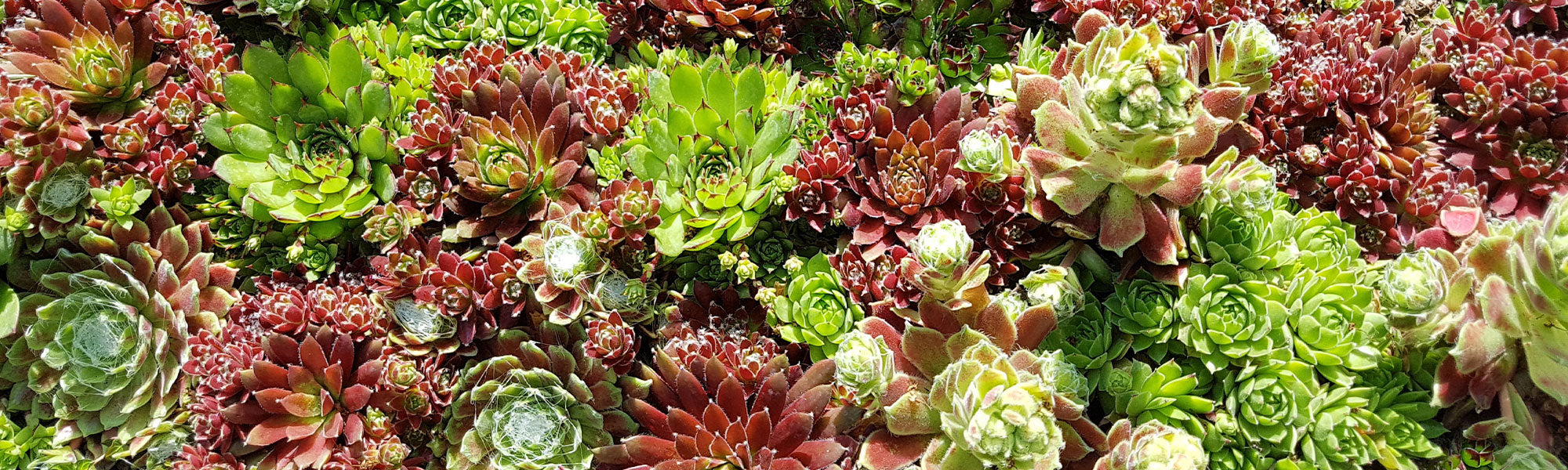 Huislook - Sempervivum