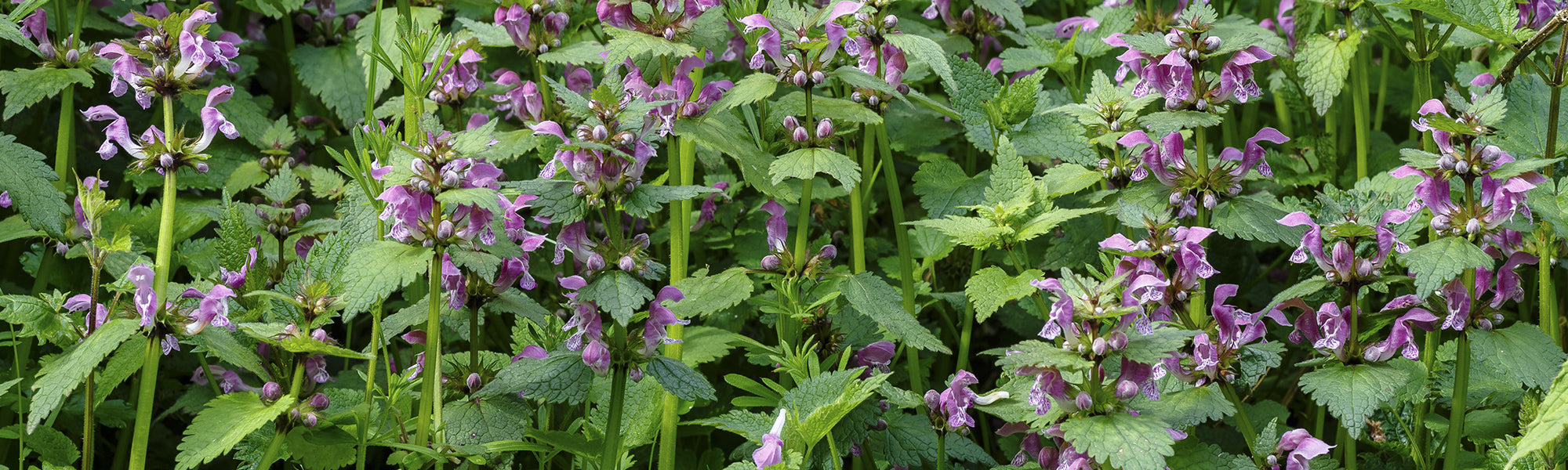 Witte dovenetel - Lamium album