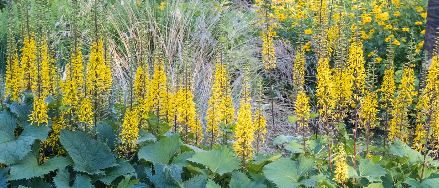 Ligularia