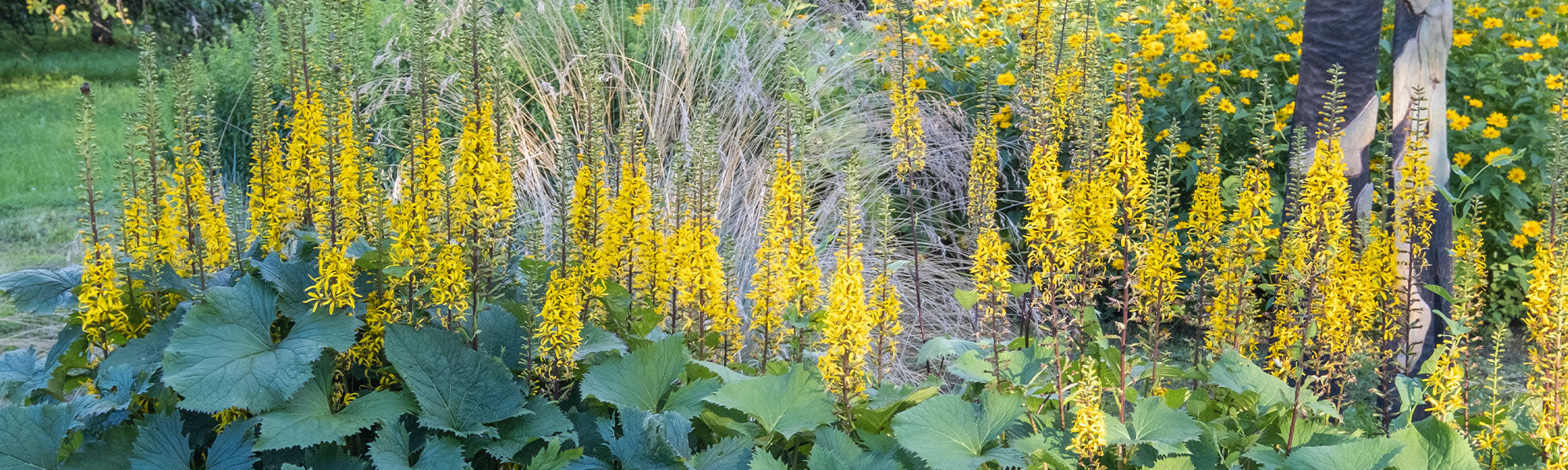 Ligularia