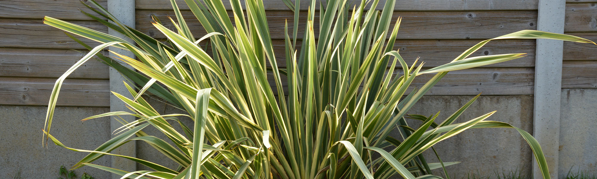 Vlas uit Nieuw-Zeeland