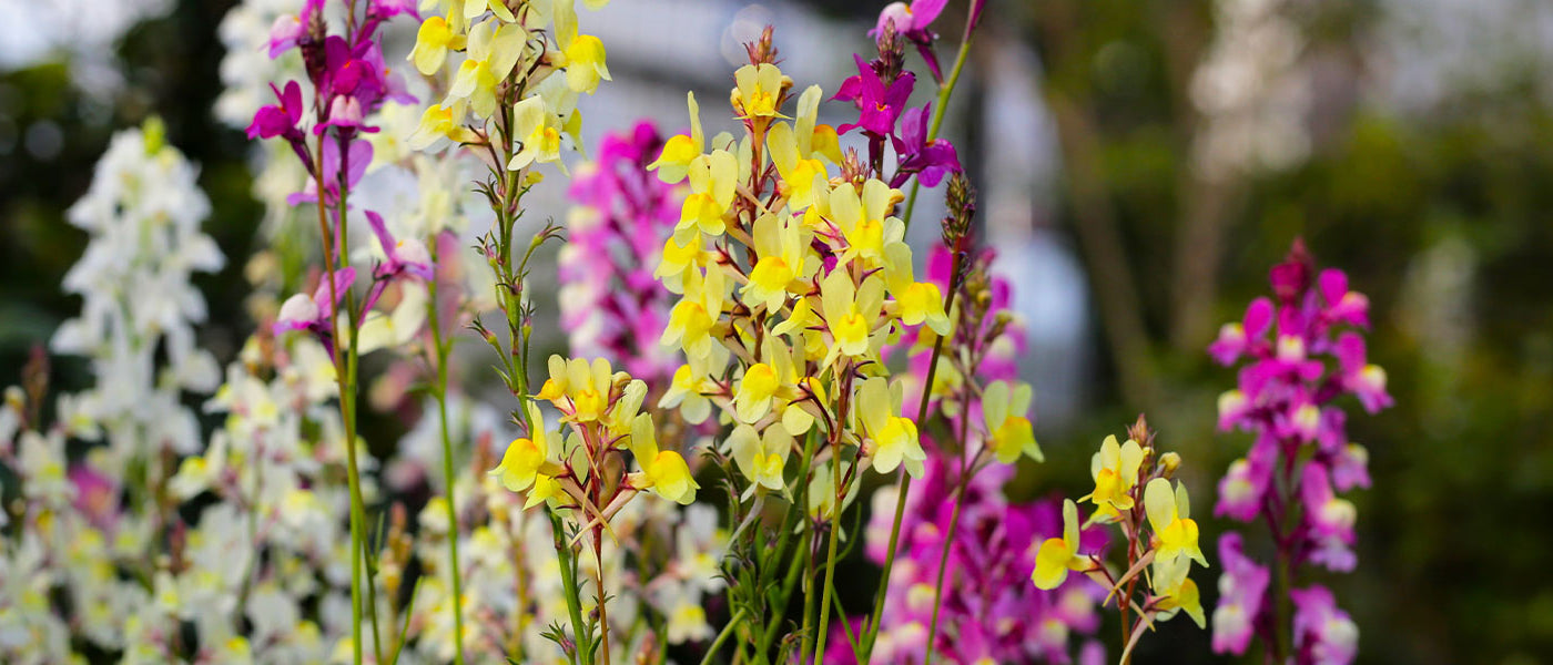 Linaria