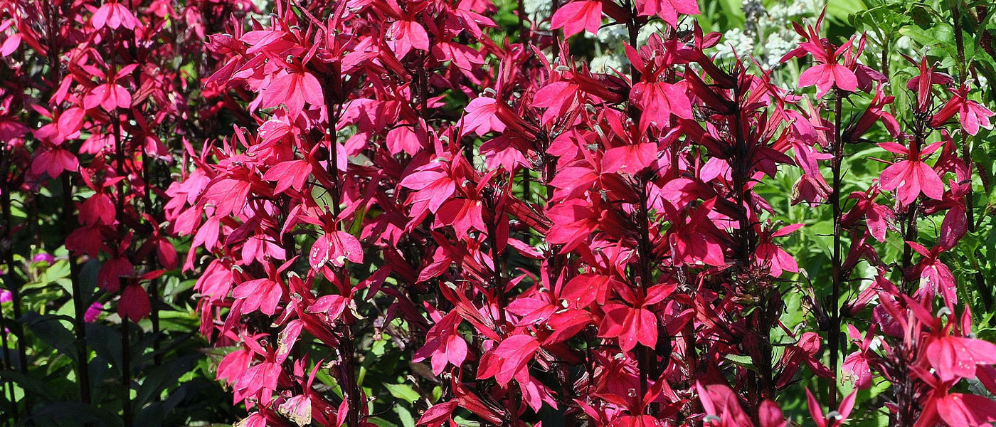 Lobelia