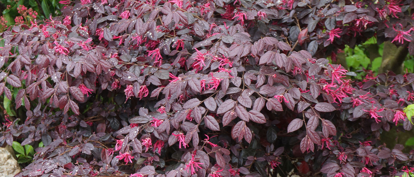 Loropetalum