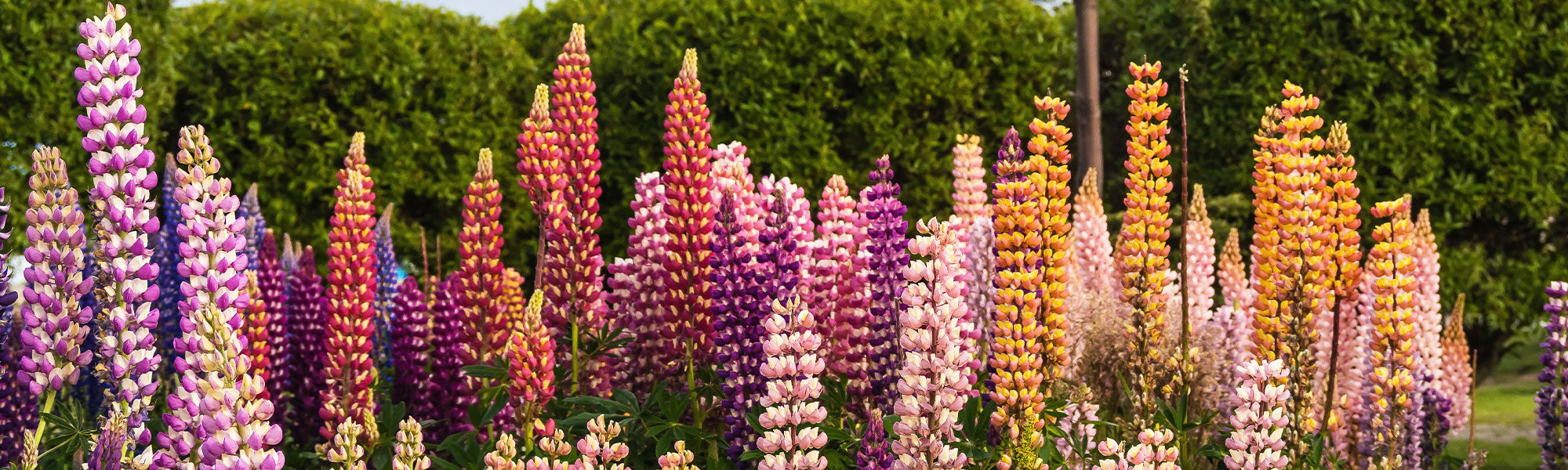 Dwerglupine - Lupinus nanus