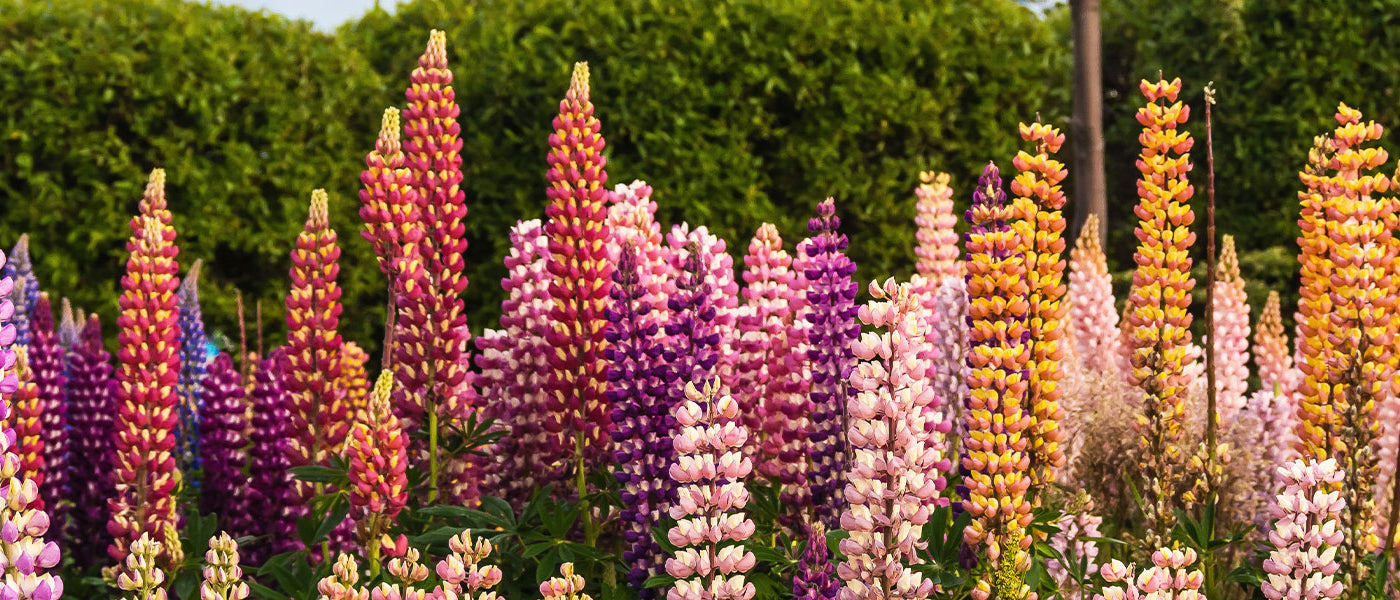 Witte lupine - Lupinus albus