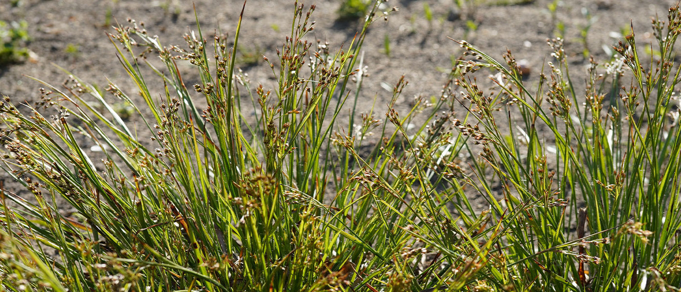 Luzula (veldbies)