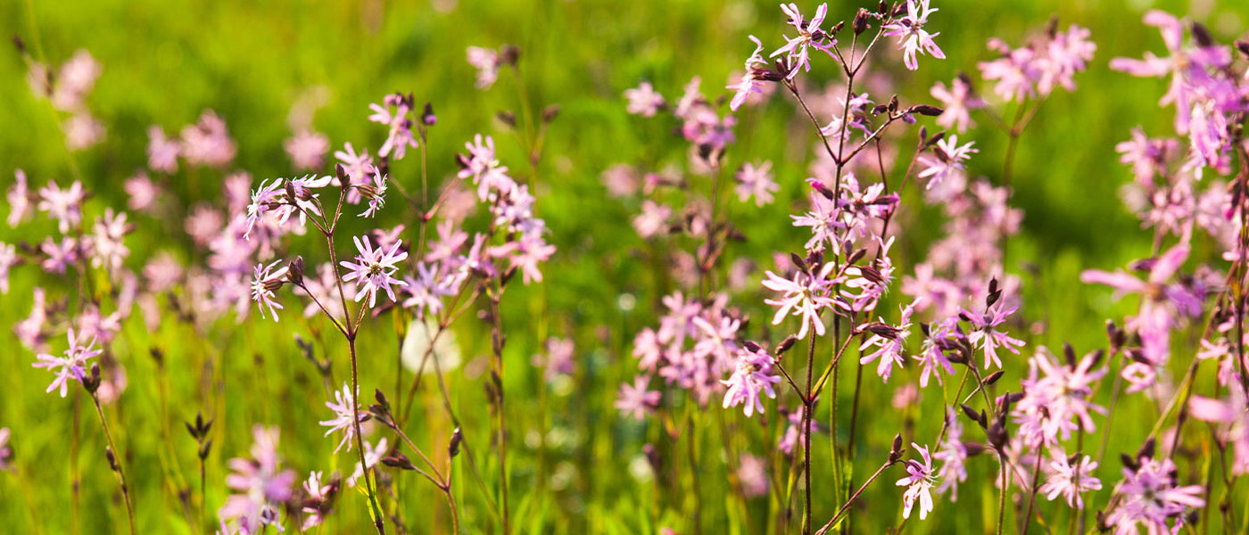 Lychnis