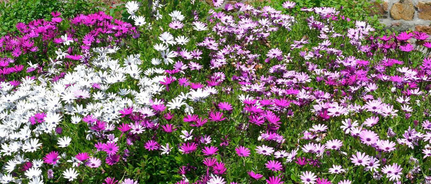Afrikaantjesmargriet - Osteospermum