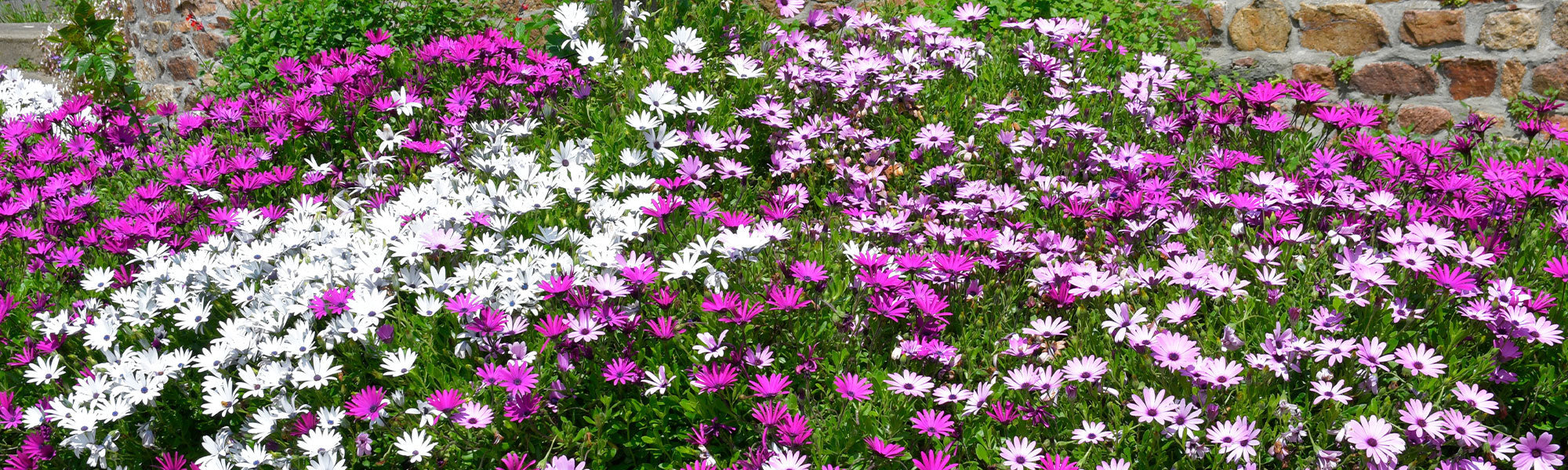 Afrikaantjesmargriet - Osteospermum