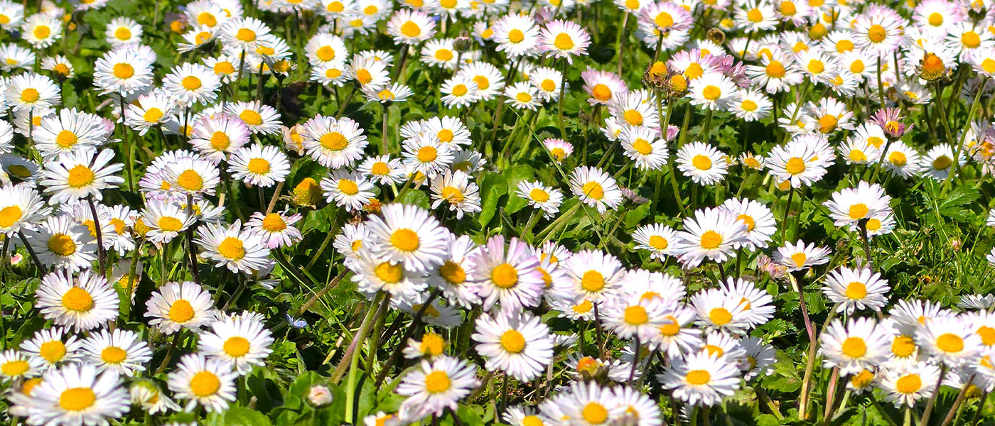 Margriet