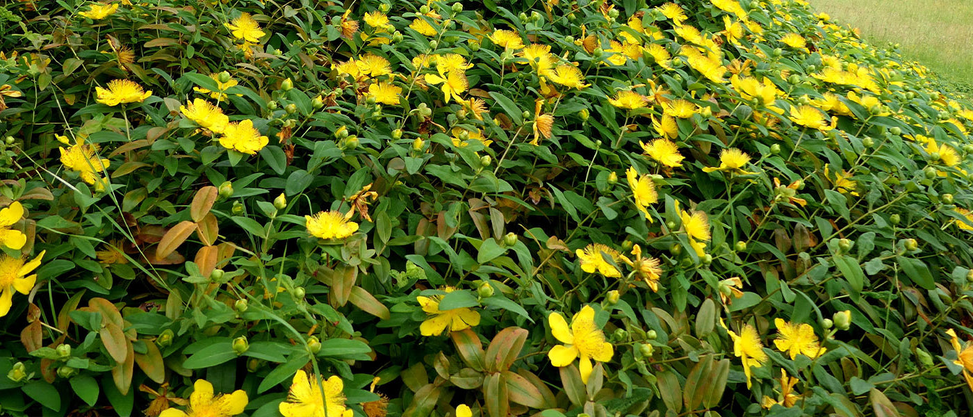 Hertshooikruid - Hypericum