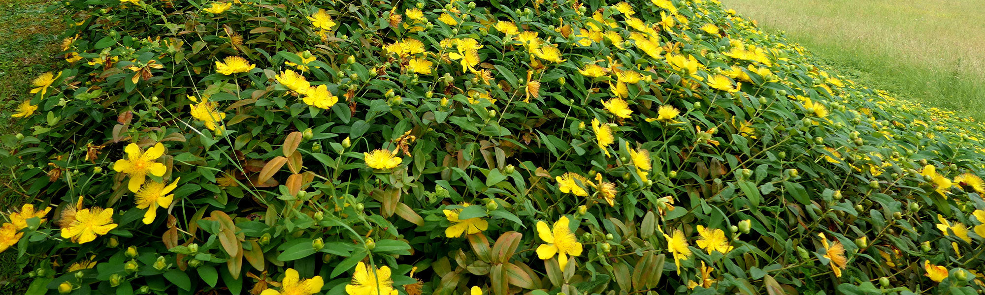 Hertshooikruid - Hypericum