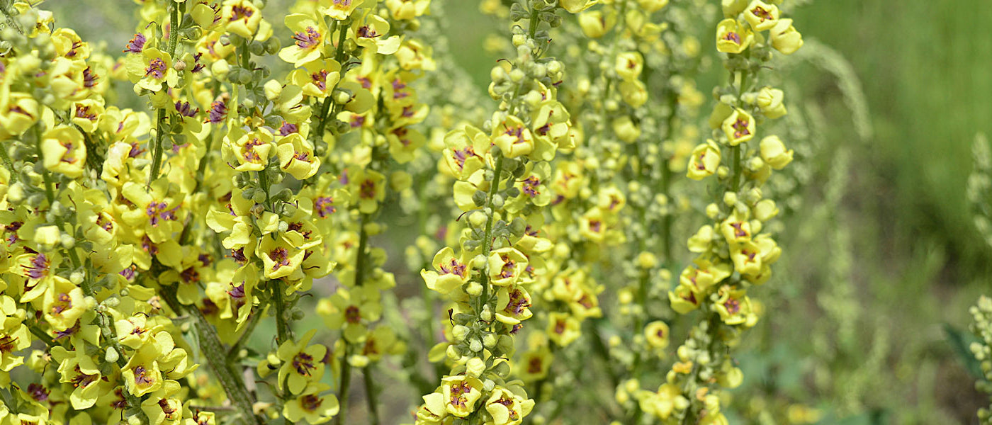 Toorts - Verbascum