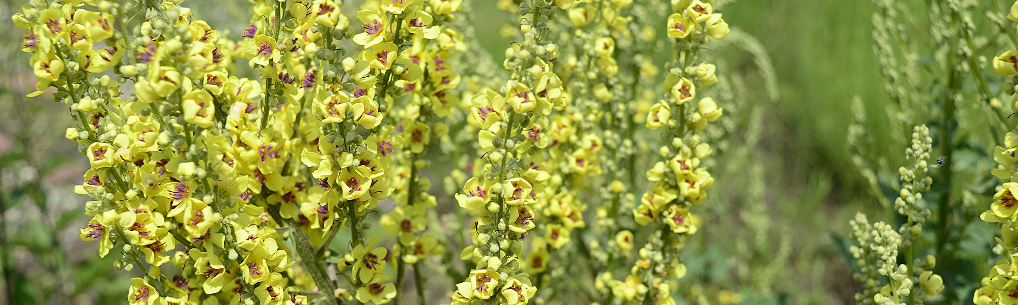 Toorts - Verbascum